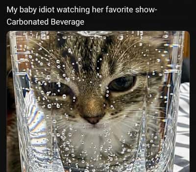 Random Memes