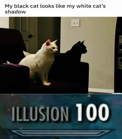 Random Memes