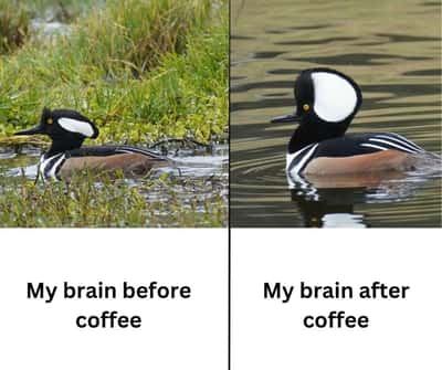 Random Memes