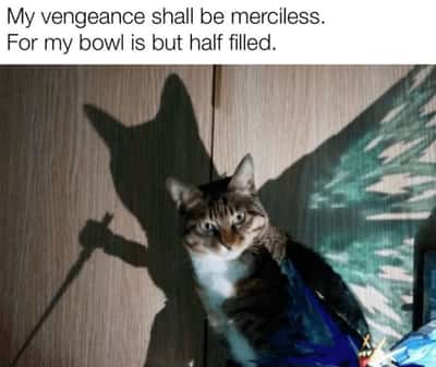 Random Memes