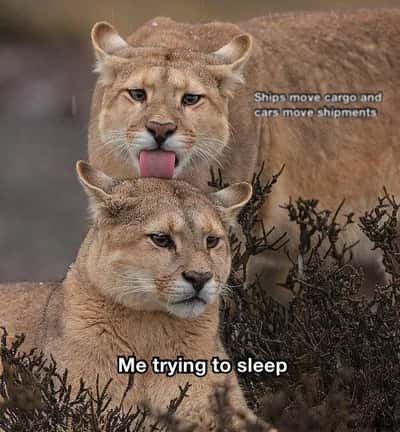 Random Memes