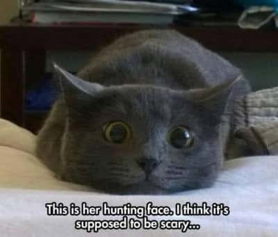 Random Memes