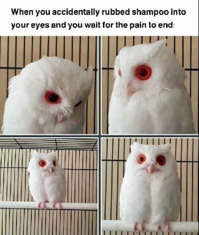 Random Memes