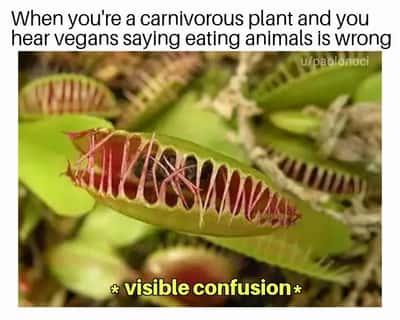 Random Memes