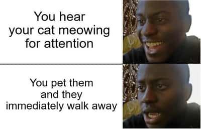 Random Memes
