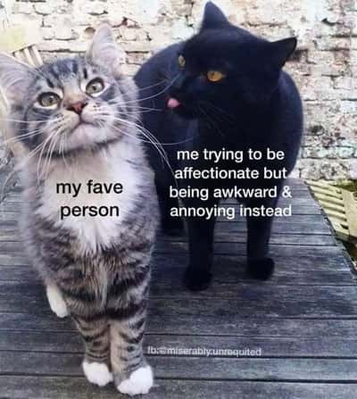 Random Memes