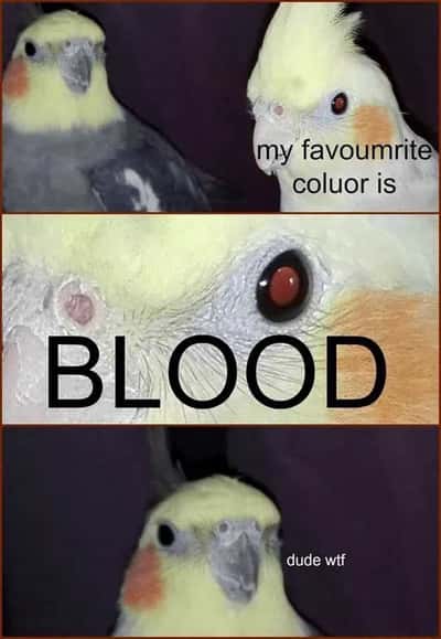 Random Memes