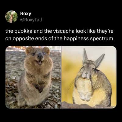 Random Memes