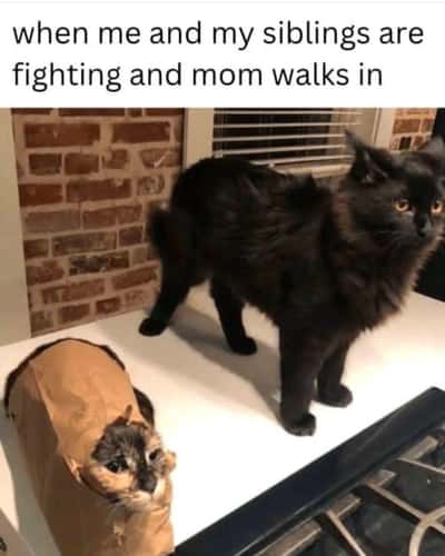 Random Memes