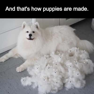 Fluffy Samoyed dog meme jokes that shed fur becomes tiny puppies
