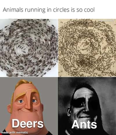 Random Memes