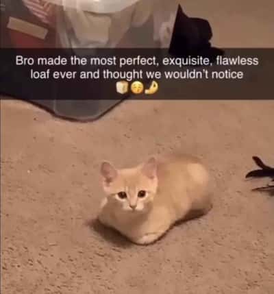 Cat meme sitting in perfect loaf pose staring directly at the camera