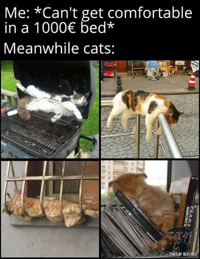 Random Memes