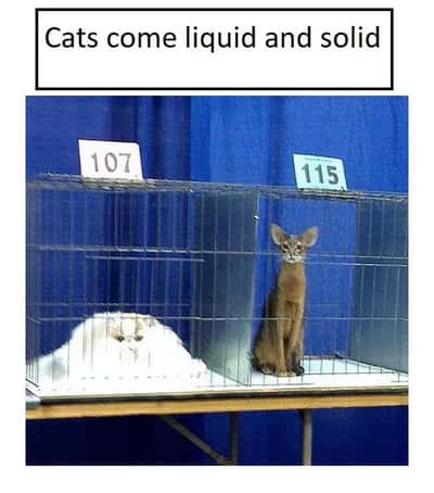 Random Memes
