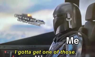 Random Memes