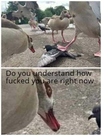 Random Memes