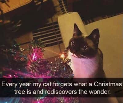 Random Memes