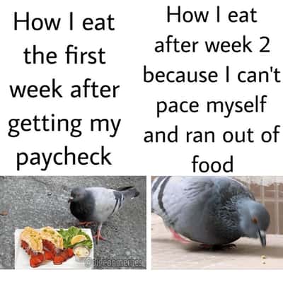 Random Memes