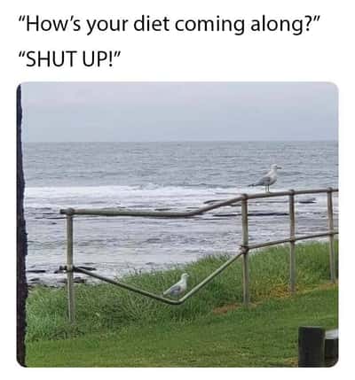 Random Memes