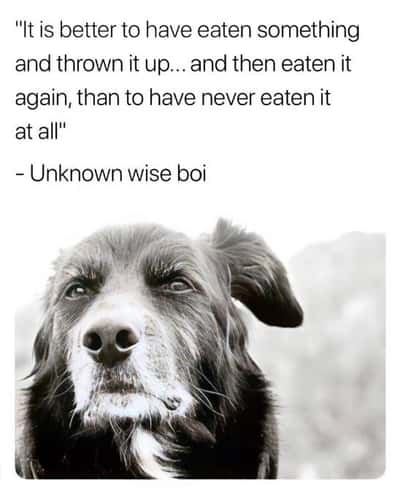 Wise senior dog meme spouting unhinged unapologetic dog life wisdom
