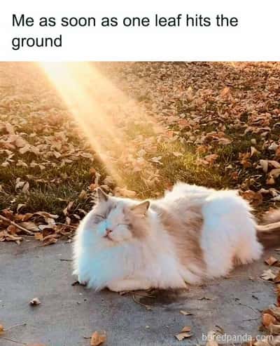 Cat meme napping in golden autumn sun surrounded by fallen leaves