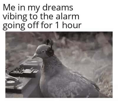 Random Memes