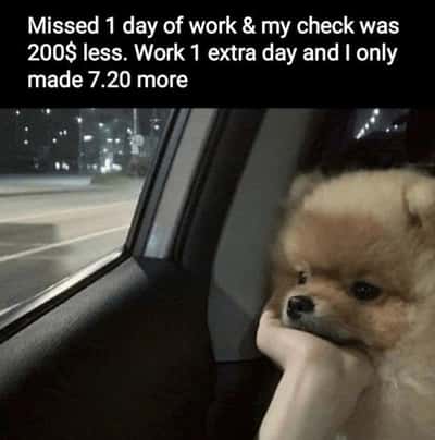 Defeated sad pomeranian dog meme resting chin on paw staring out car window