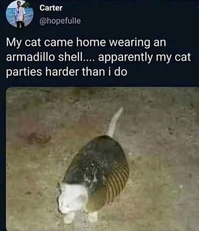 Random Memes