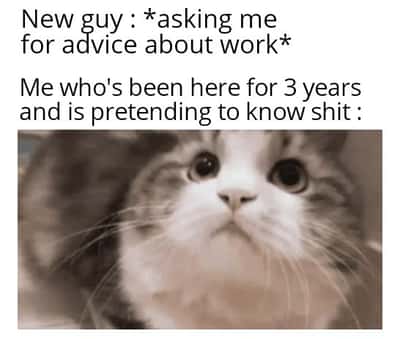 Cat meme staring blankly pretending to know work advice for new coworkers