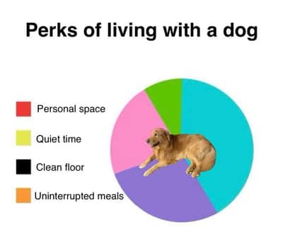 Silly golden retriever pie chart meme about perks of living with a dog