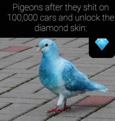 Random Memes