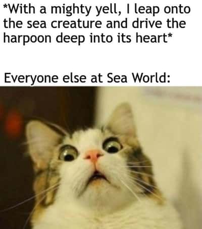Scared cat meme horrified when someone stabs sea creature at Sea World