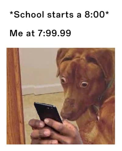 Scared dog meme panicking as school starts at 8:00