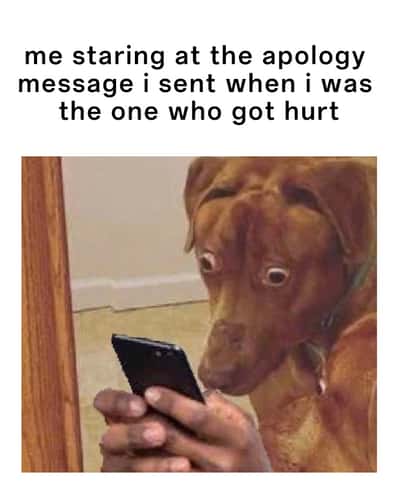 Scared dog meme staring at own apology message