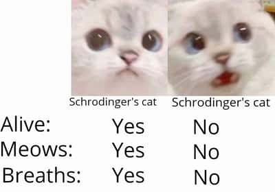 Random Memes