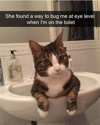 Random Memes