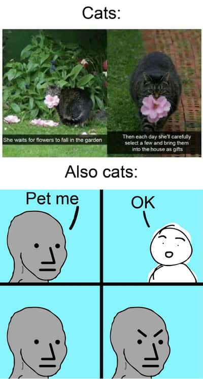 Random Memes