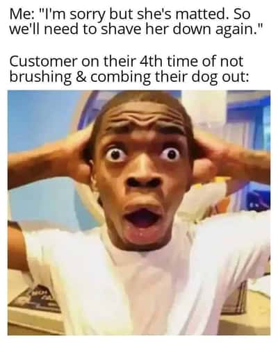 Shocked black guy meme dog owner told shave again