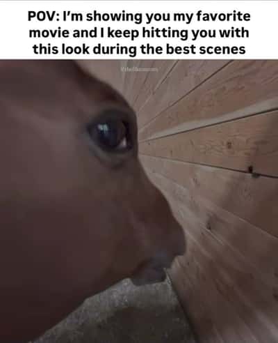 Side eye horse meme giving you the look during best scenes of my favorite movie