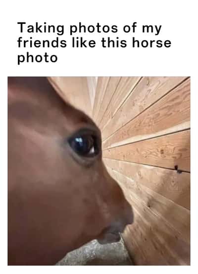 Side eye horse meme taking distorted close up silly photos of friends playfully