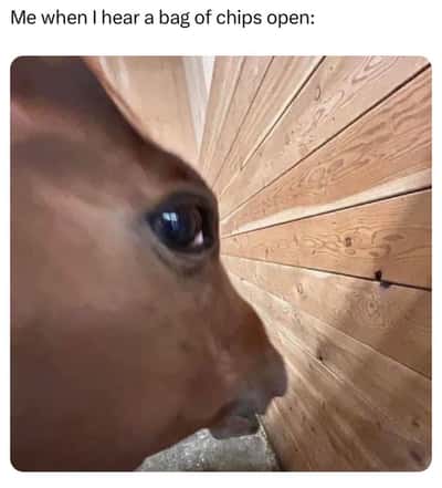 Side-Eyed Memes Titles Test