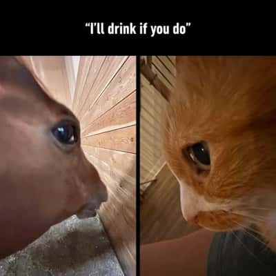 Side eye horse meme staring at orange cat agreeing to drink if you do