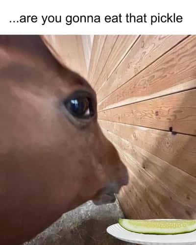 Side eye horse meme asking if you are gonna eat that pickle while eyeing the sliced cucumber