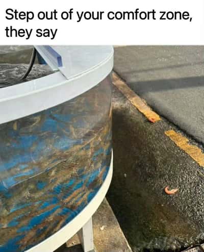 Random Memes