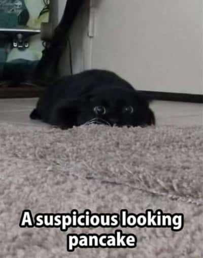 Sus meme black cat peeks over carpet pretending to be a suspicious pancake