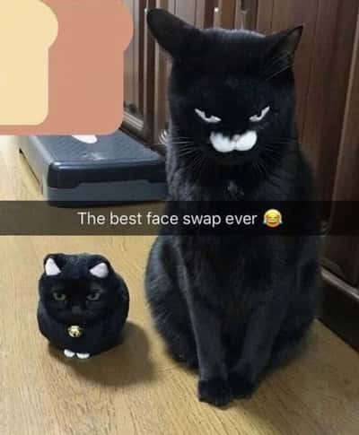 Random Memes