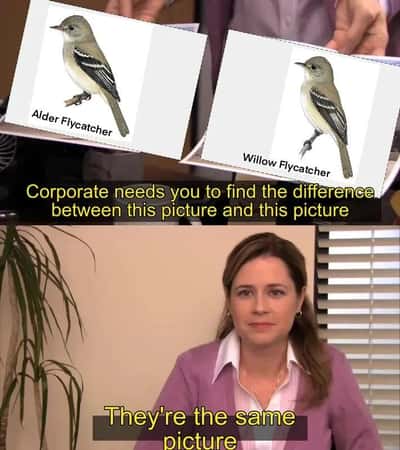 They're the same picture meme bird difference joke