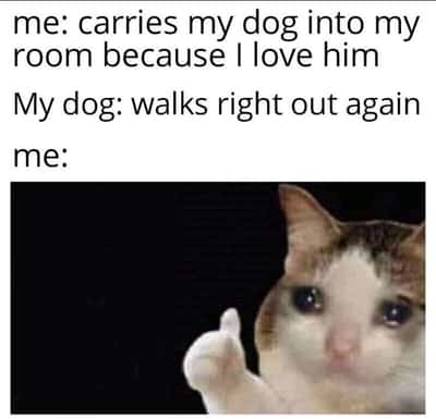 Thumbs up crying cat meme about being rejected by a beloved dog