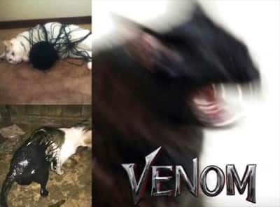 Cat meme tangled in yarn slowly turning into Venom