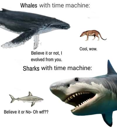 Random Memes